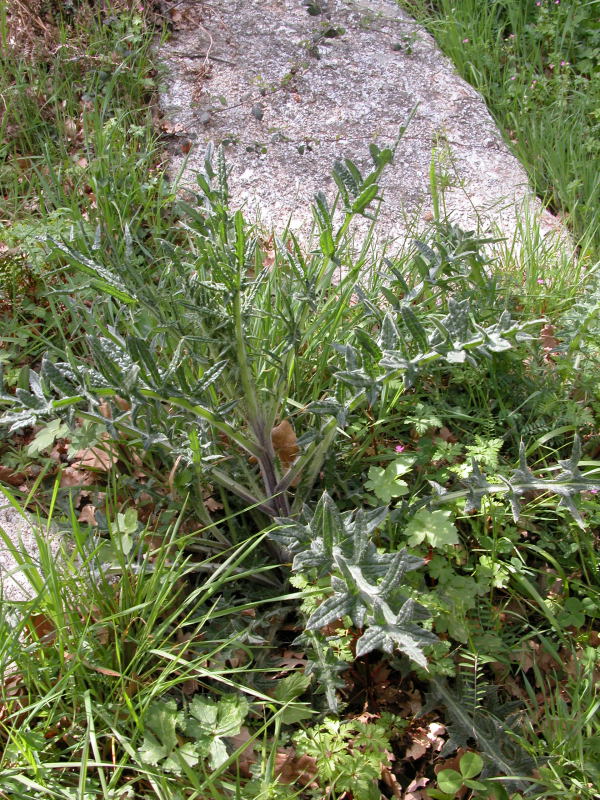 Cirsium vulgare